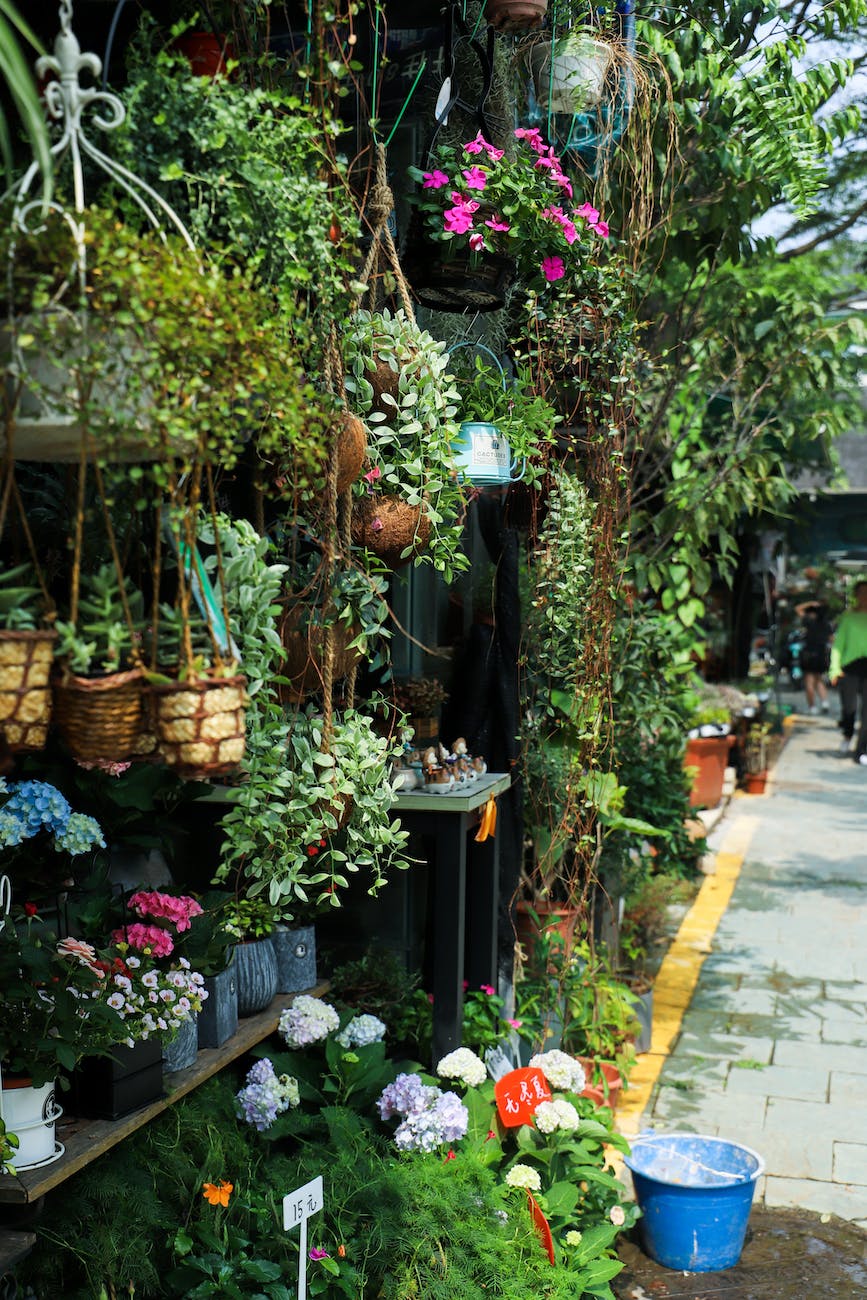 flowering plants on display in a shop